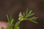 Butler's sandparsley